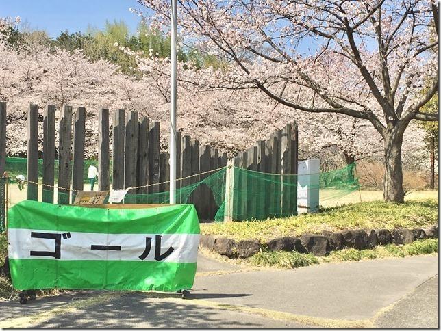 ウォーキング終わりに、満開の桜と「ゴール」と書かれた大きな垂れ幕がある写真